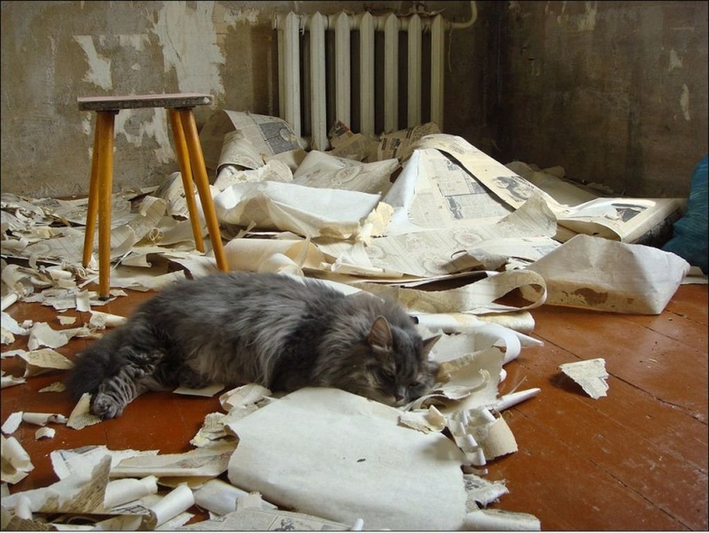 Кот в квартире