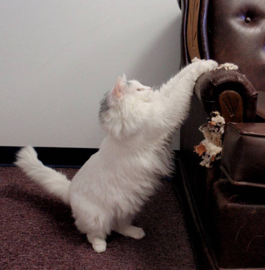 Кот подрал диван