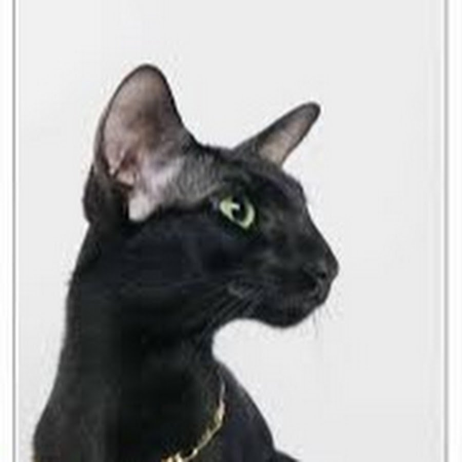 Ориентальная порода Форин Вайт