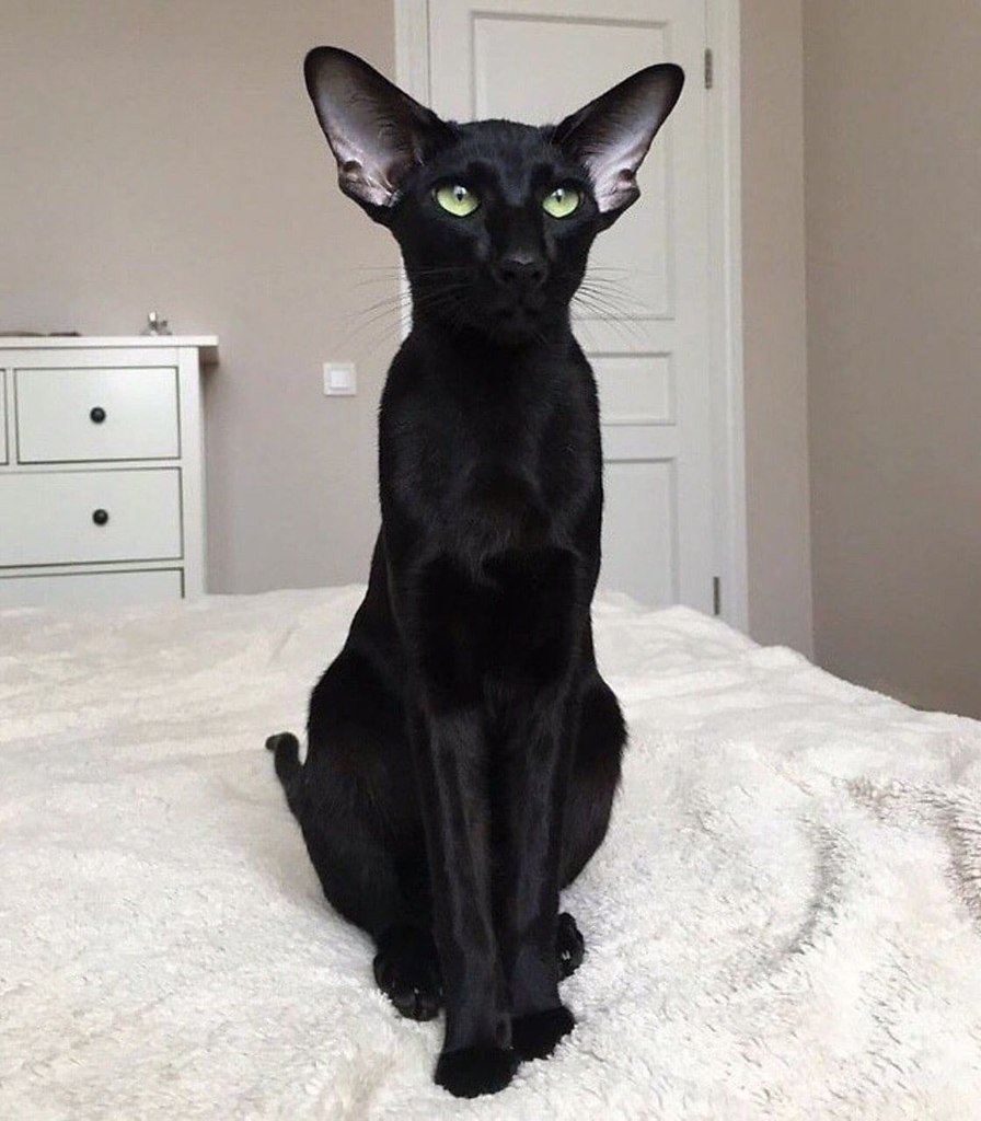 Ориентальная короткошерстная кошка