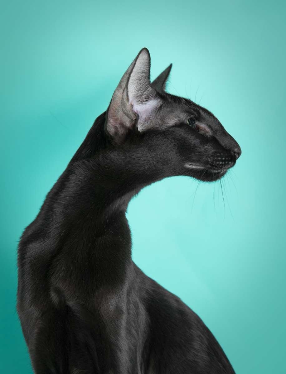 Ориентальная кошка породы кошек характер