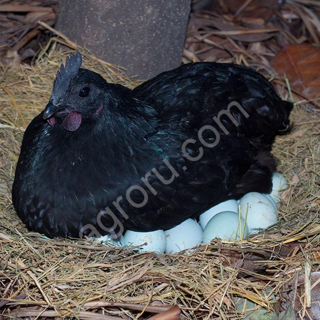 Ухейилюй куры