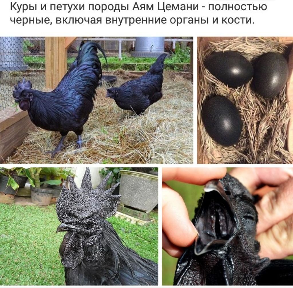 Петух породы Аям Цемани