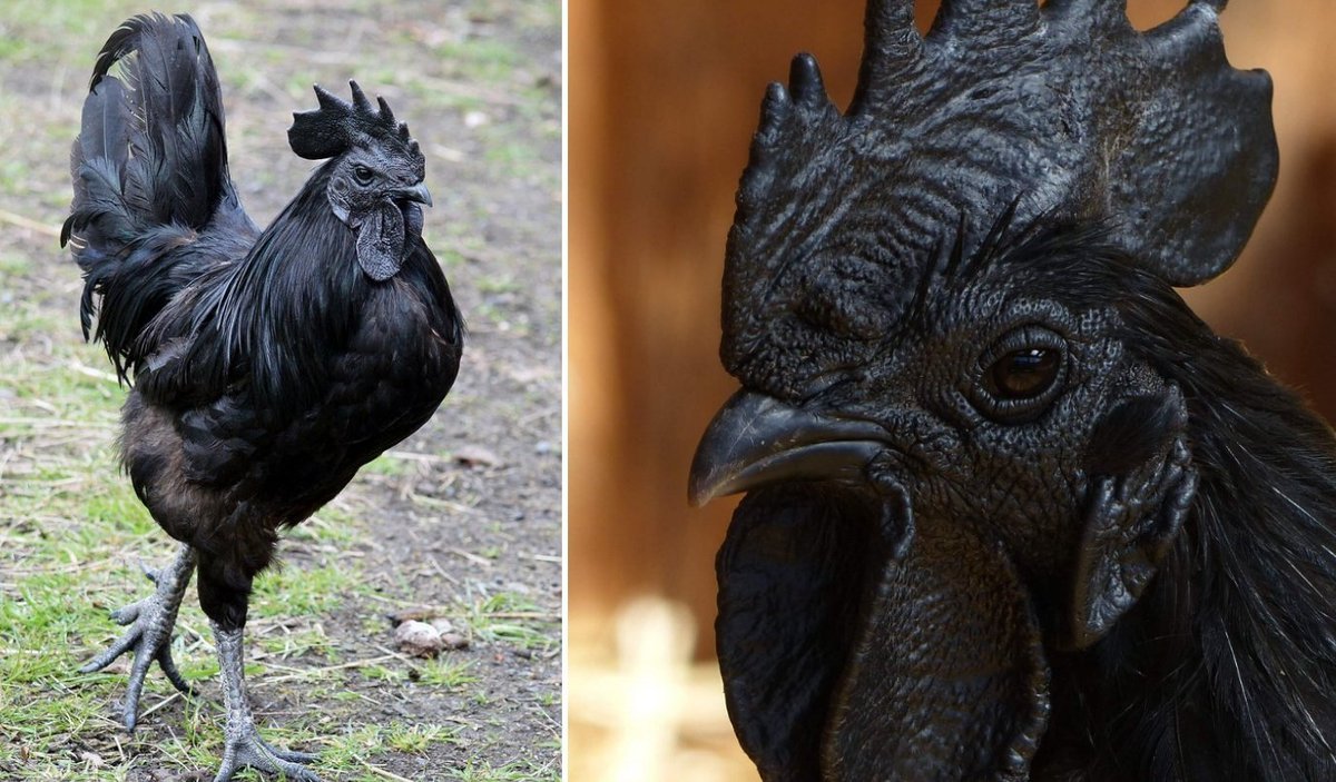 Аям Цемани порода