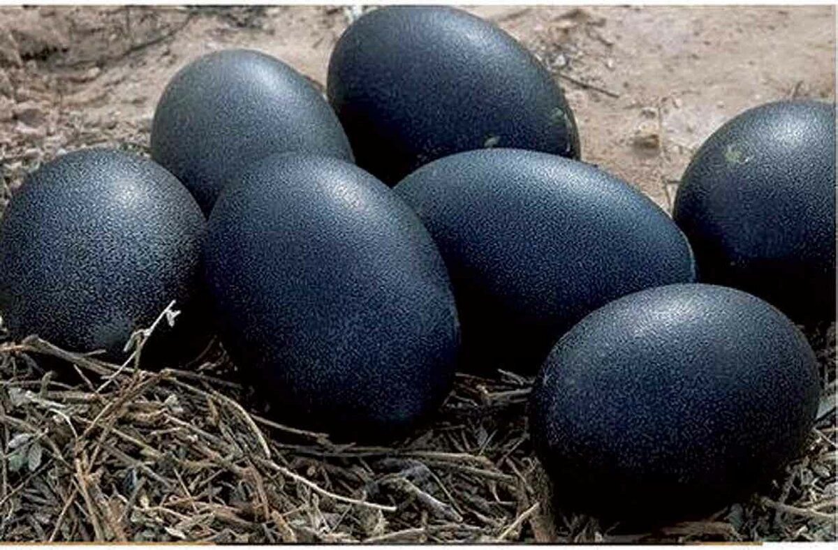 Порода кур Аям Цемани чёрное яйцо