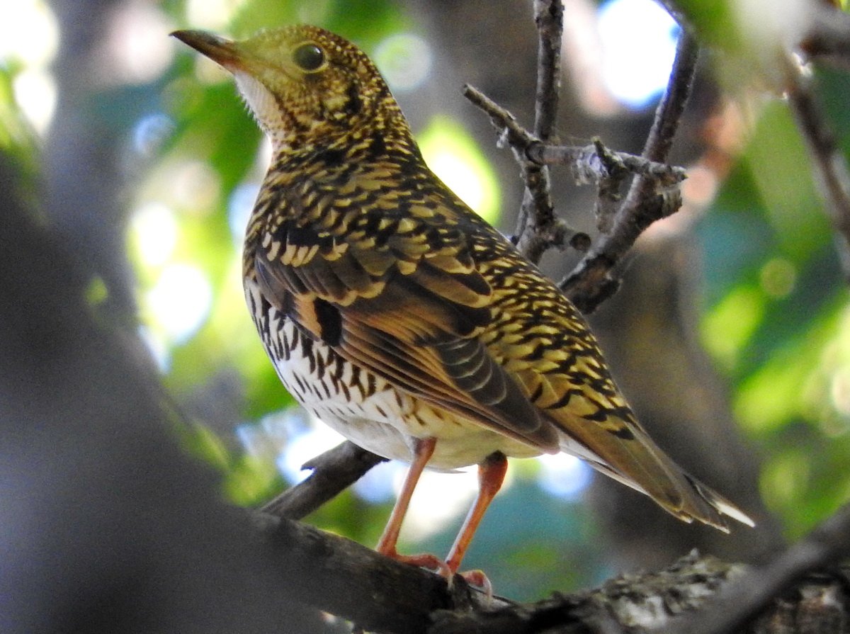 Утка Мандаринка красная