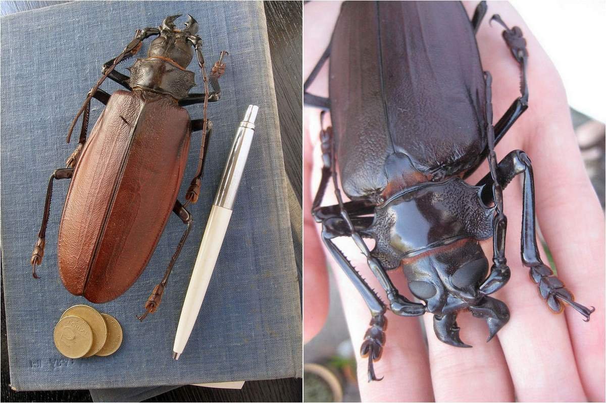 Жук носорог гигант