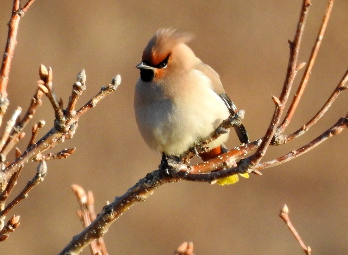 Китайская утка Мандаринка