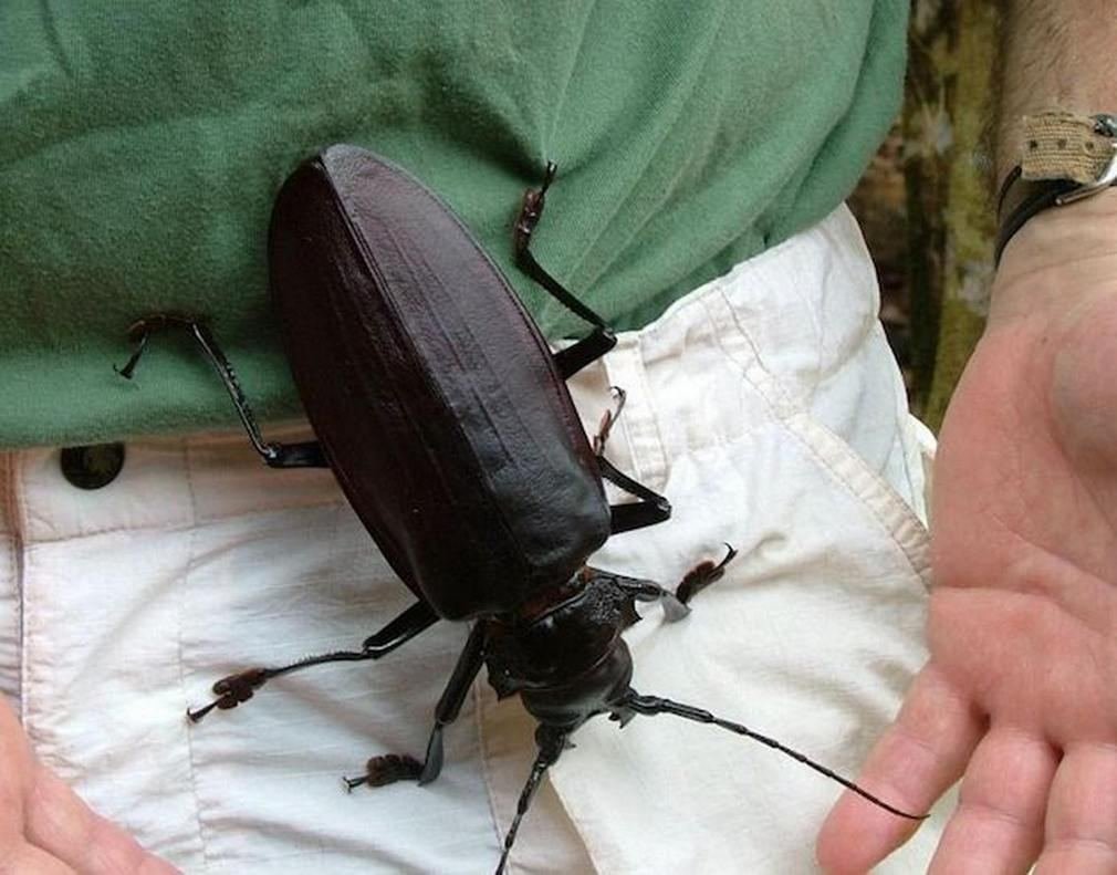 Chalcosoma moellenkampi