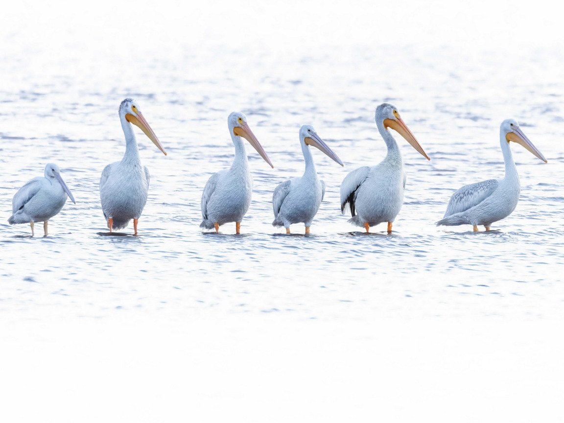 Фон для презентации с пеликаном