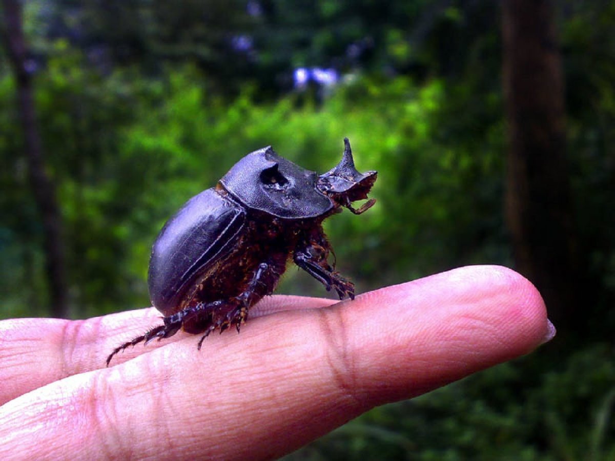 Королевский Жук Голиаф