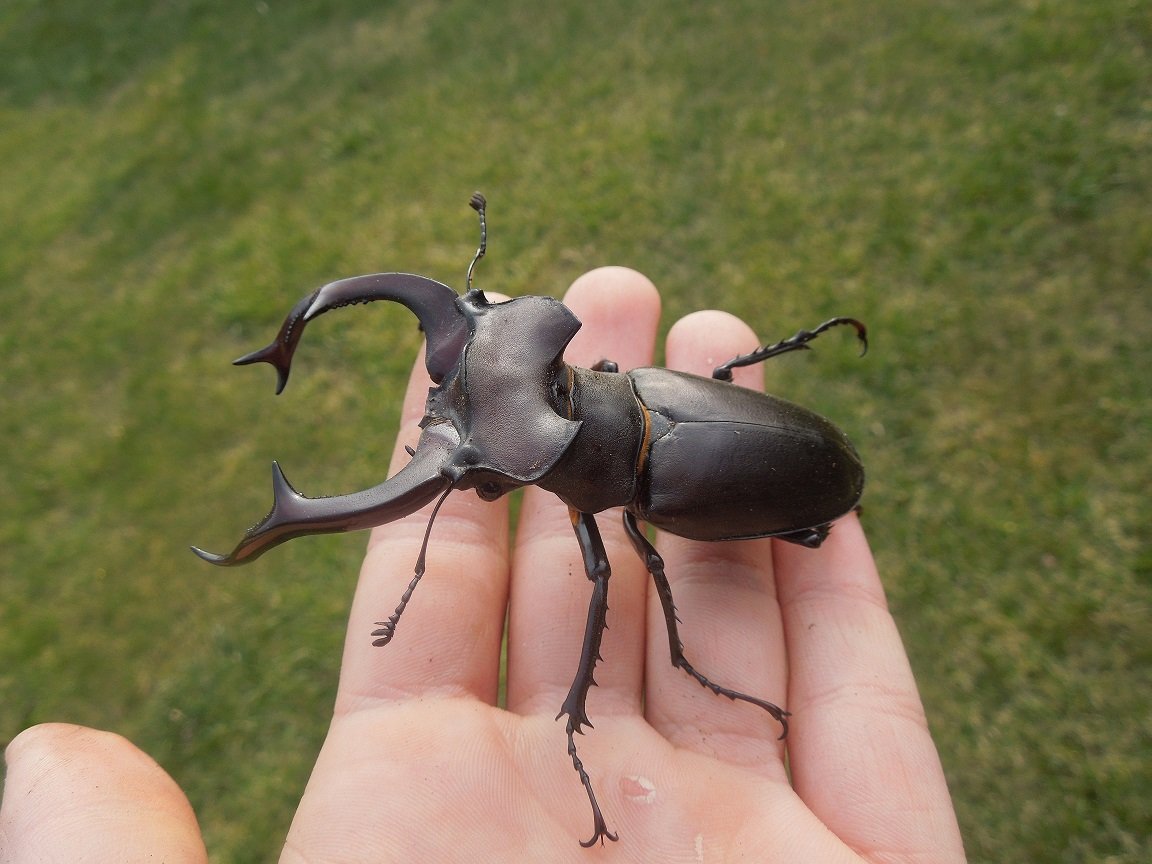Lucanus Hermani