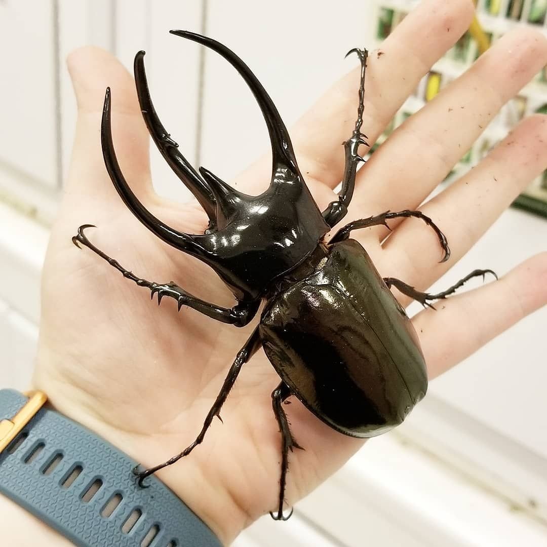 Жук Рогач Размеры