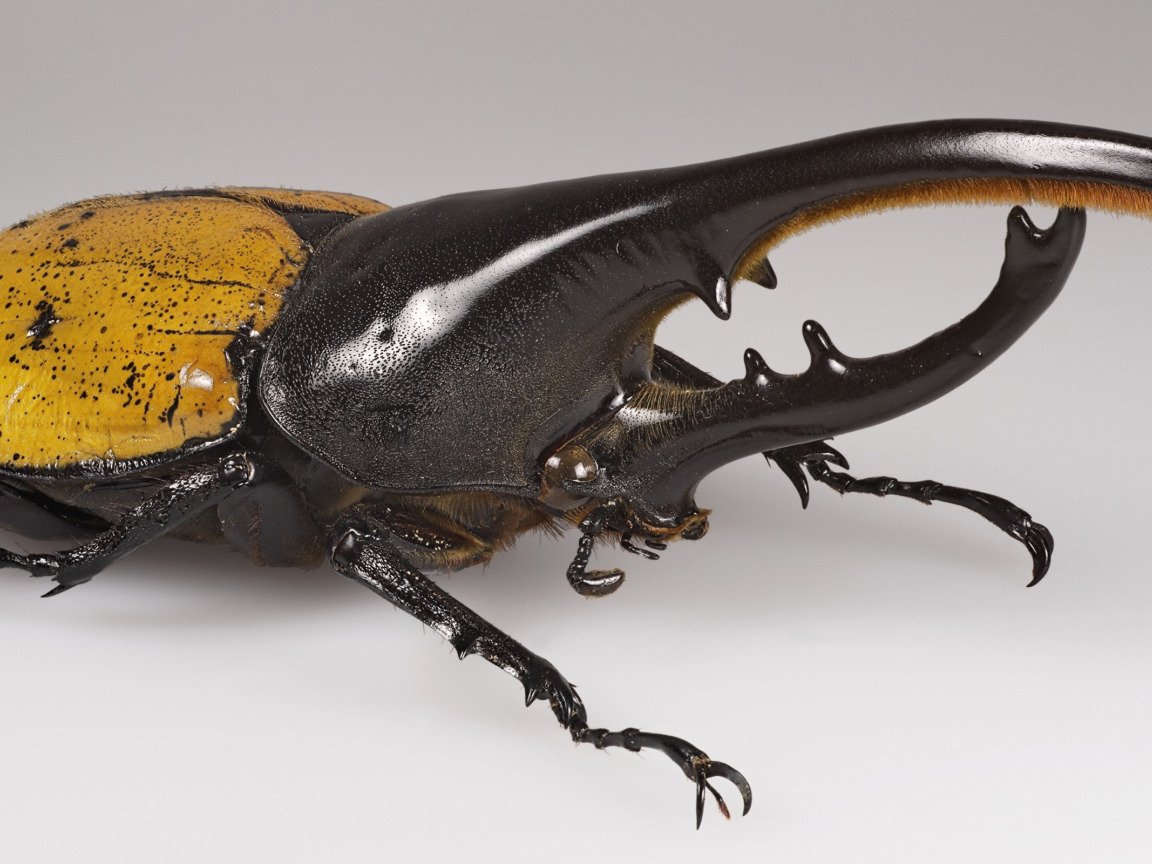 Жук олень внешний вид