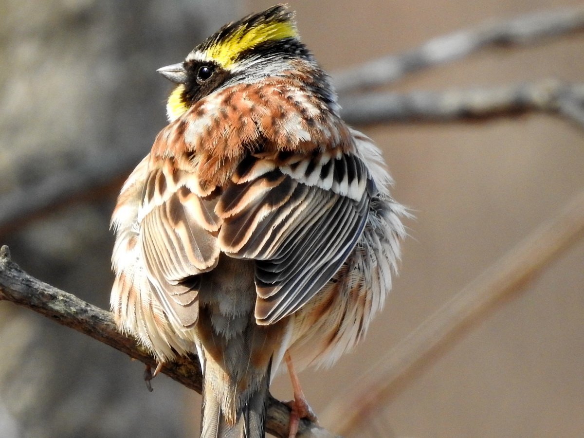 Птицы свиристель Амурский