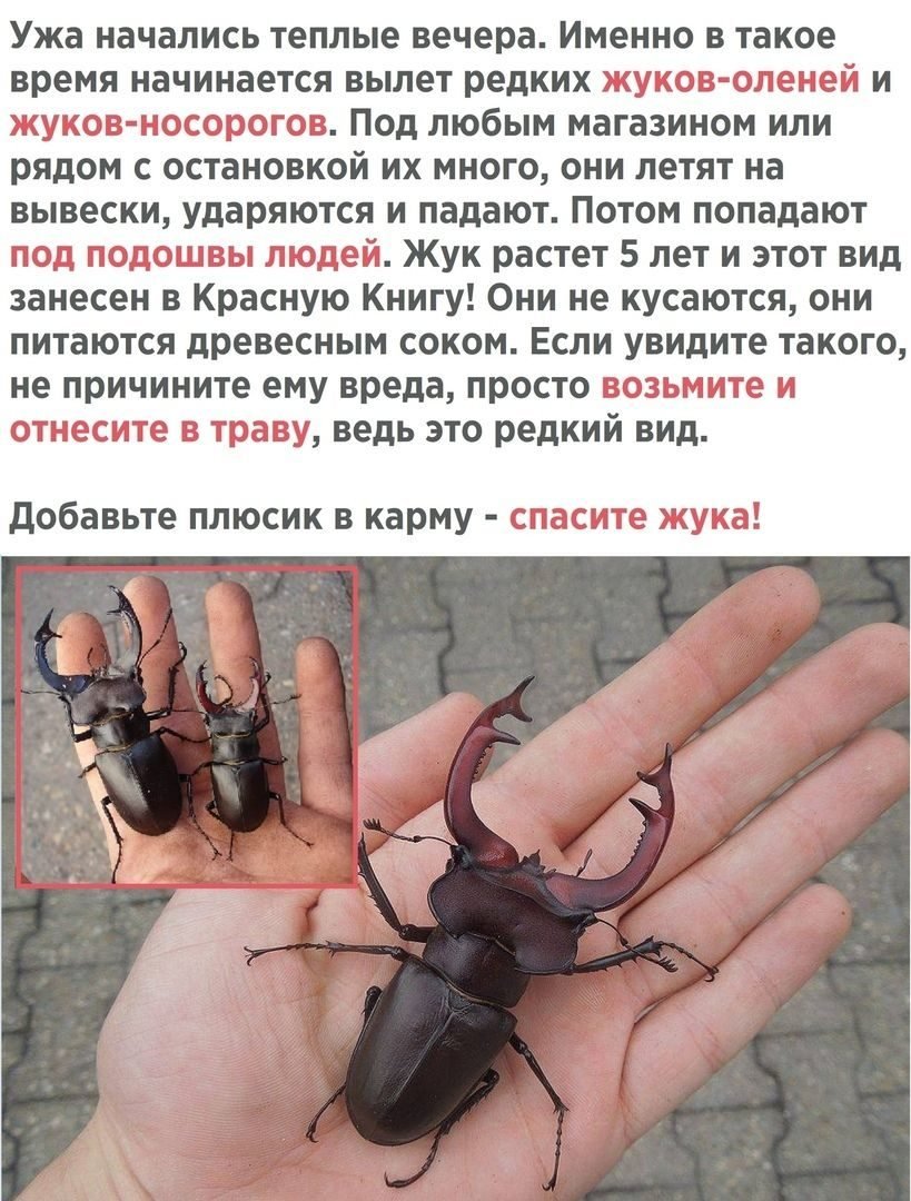 Жук Геркулес