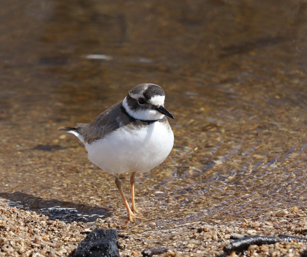 Болотные птицы Приморского края
