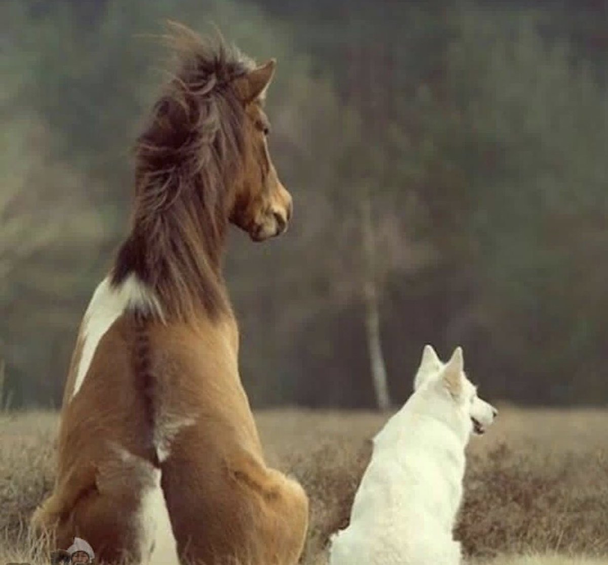 Лошадка сидит. Красивые лошади. Смешная лошадь. Лошадь и собака. Забавные лошадки.
