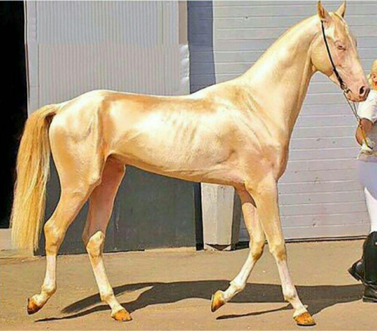 Самые дорогие коне. Ахалтекинская лошадь Изабелловая масть. Пегий ахалтекинец. Жемчужная лошадь Ахалтекинская. Ахалтекинец альбинос.