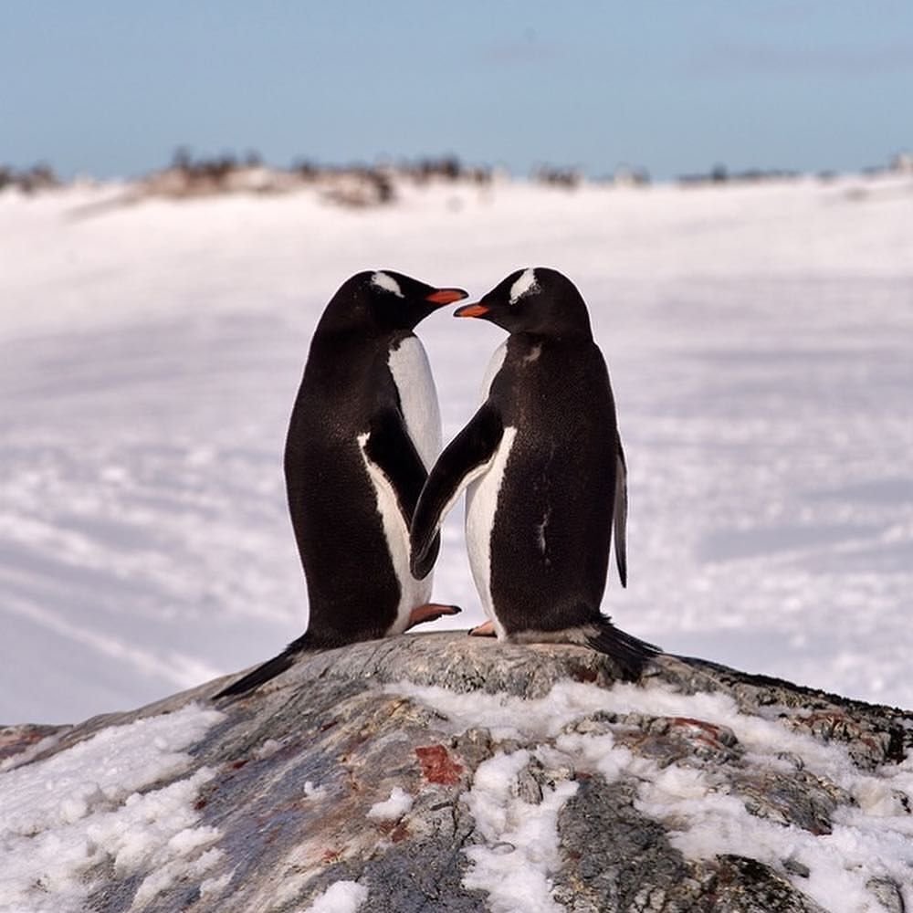 Пингвины любовь
