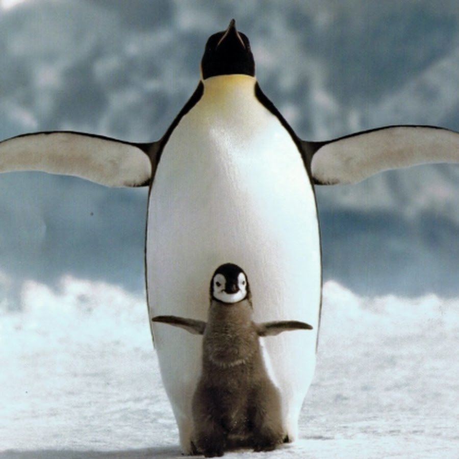 Пингвин прикол