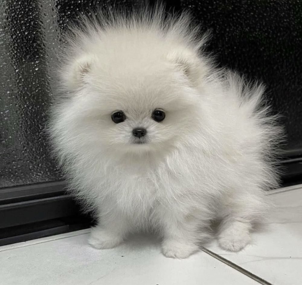 Шпица щенки шпица щенка за 7000