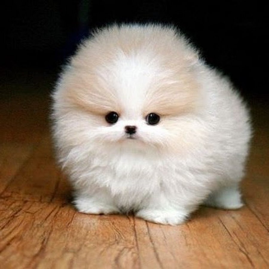 Флаффи Пуппи порода