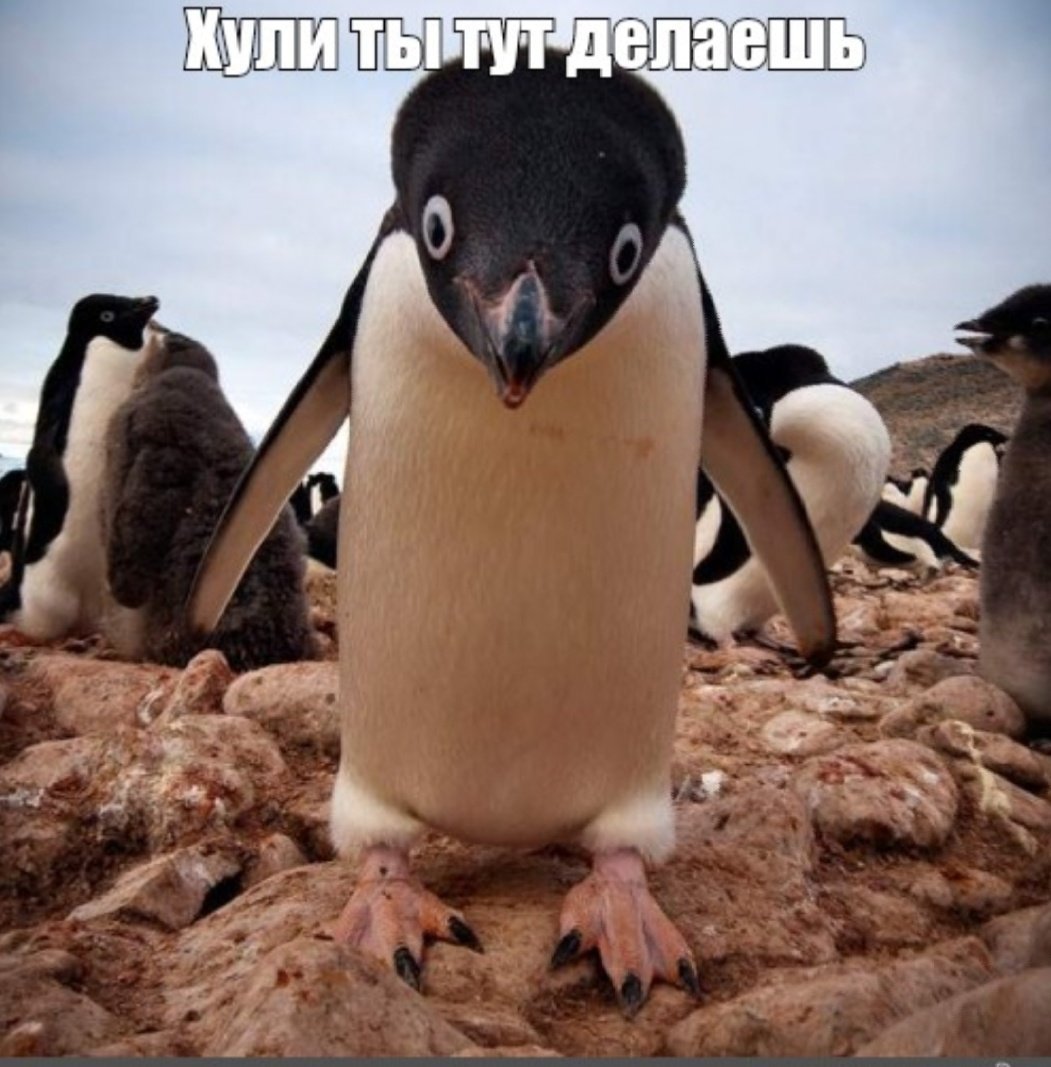 Прикольные пингвины