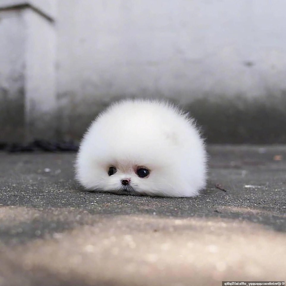 Корейский шпиц снежок