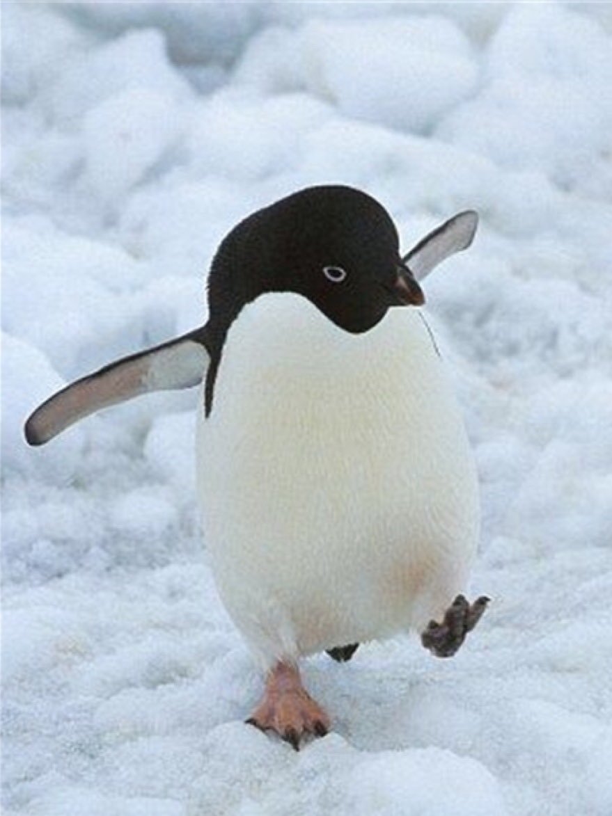 Пингвин дед инсайд Шкипер