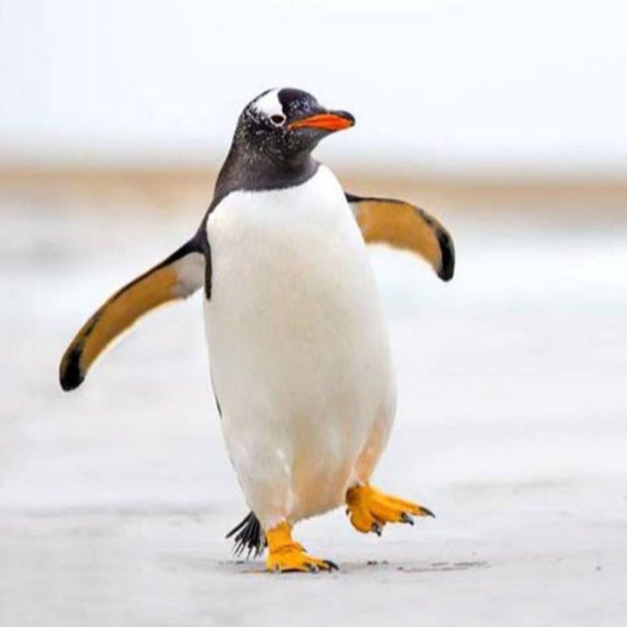 Походка пингвина