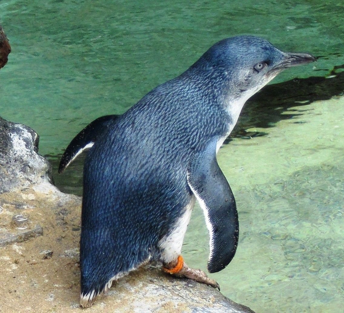 Малый австралийский Пингвин