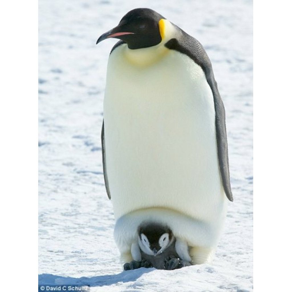 Императорский Пингвин размножение