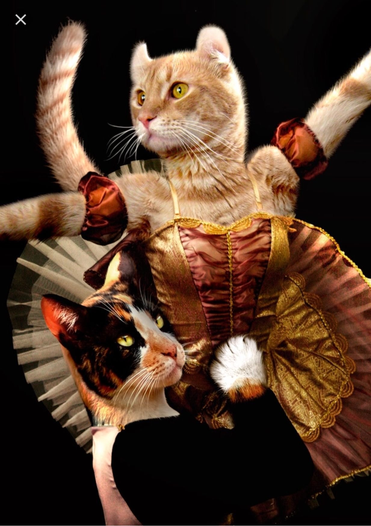Игра dance cats. Коты танцуют. Кошки пляшут. Танцующие коты. Танец кошки.