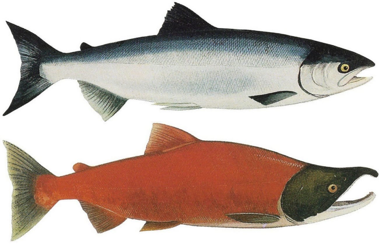 Лососевая рыба 7. Нерка рыба. Рыба лосось нерка. Нерка рыба красная. Кижуч Тихоокеанский лосось.