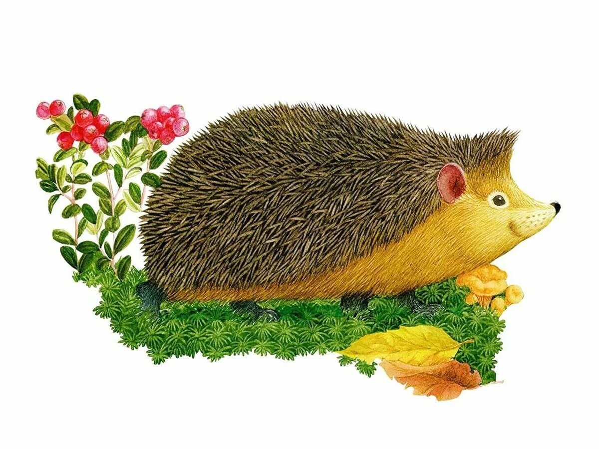 Ежик на прозрачном фоне