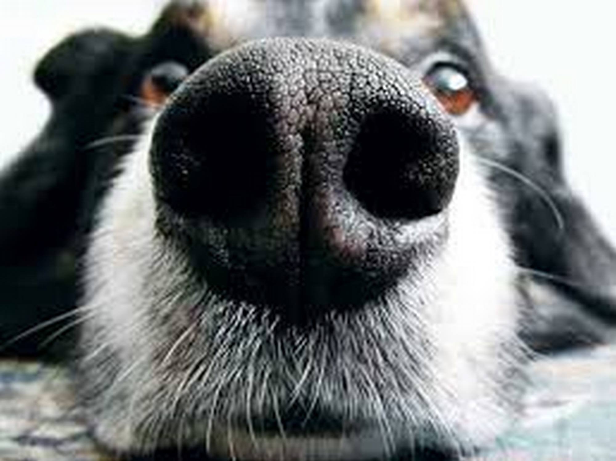 Обоняние у собак. Нос собаки. Морда собаки. Смешной собачий нос. Смешные морды собак.