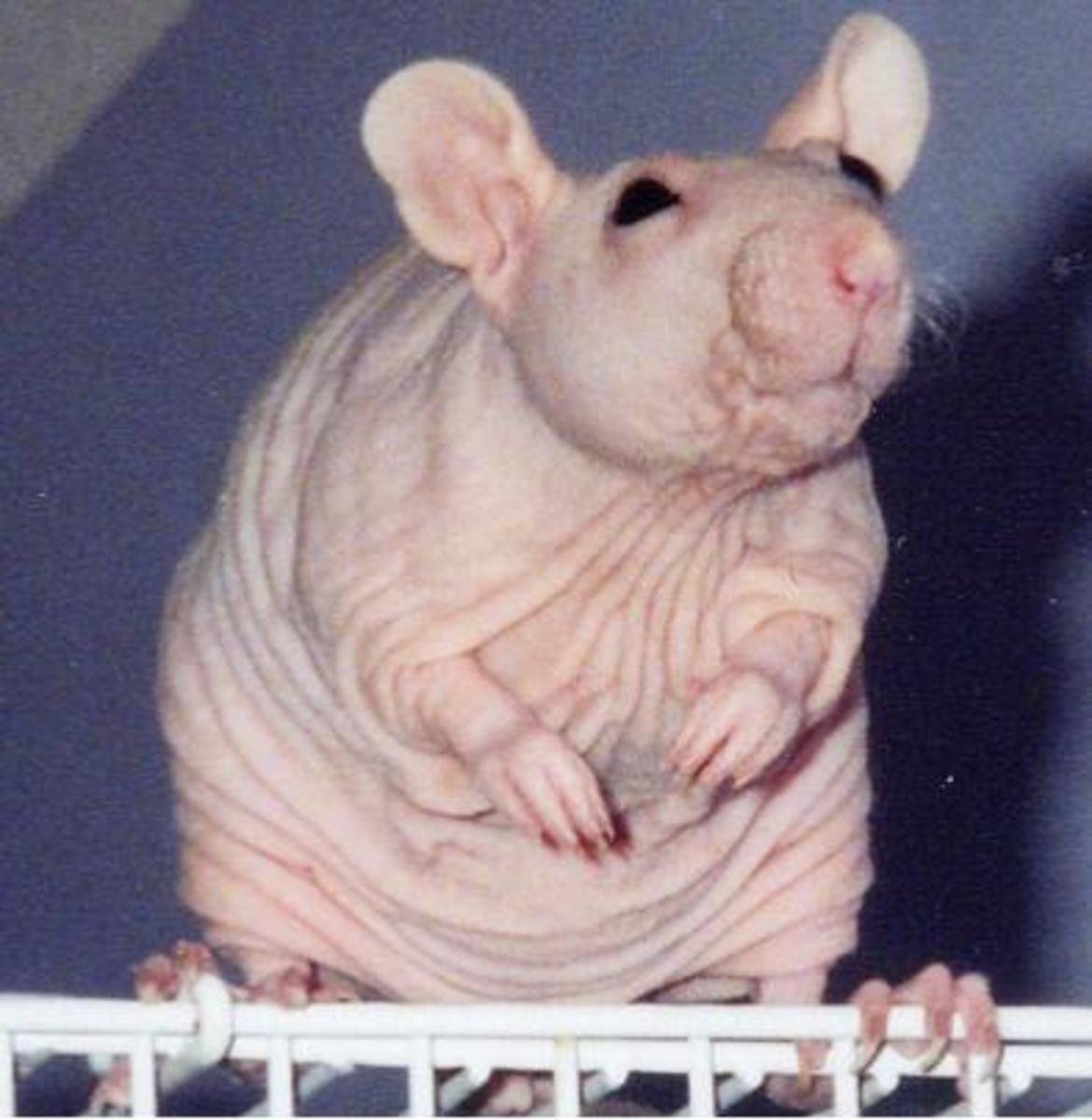 Жир мыши. Крыса Дамбо сфинкс. Толстая крыса.