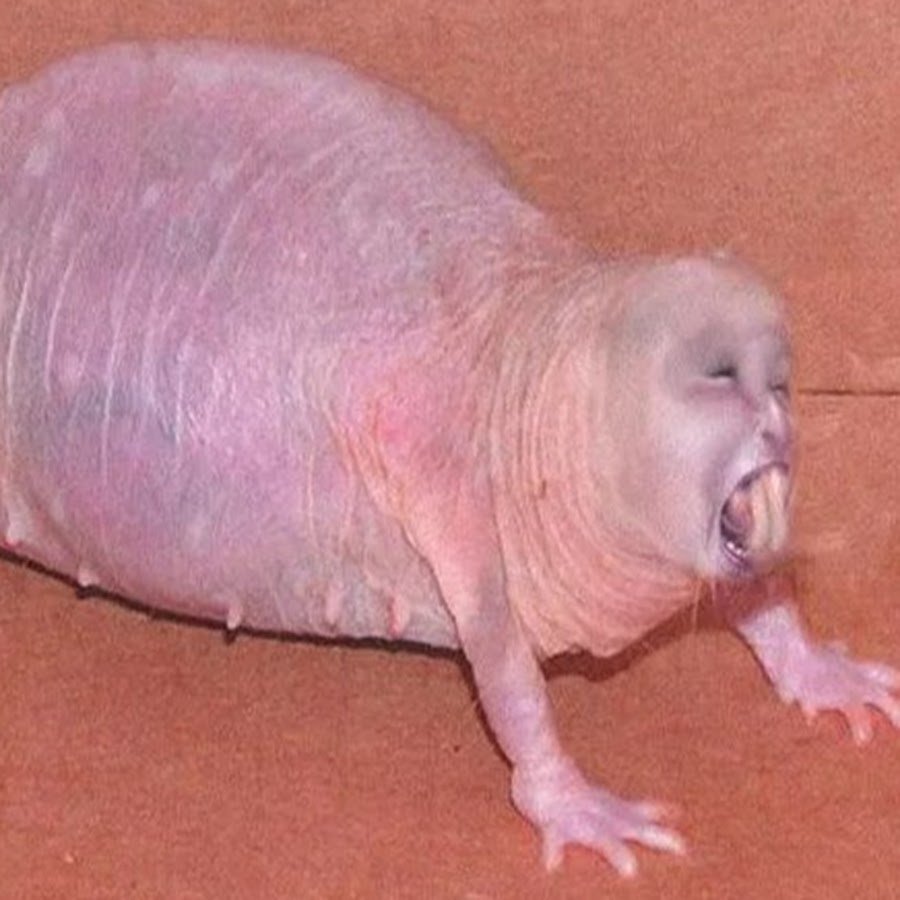 Голый землекоп колония