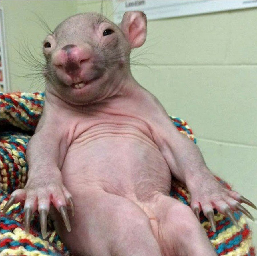Бесшерстная декоративная мышь
