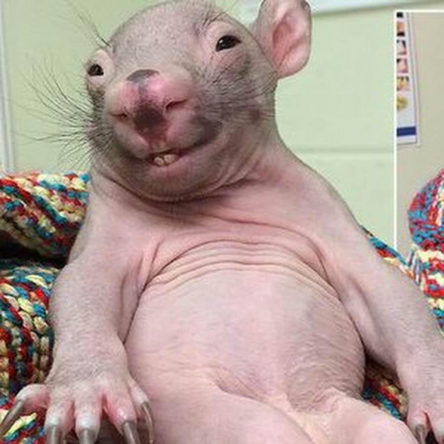 Вомбат детеныш новорожденный