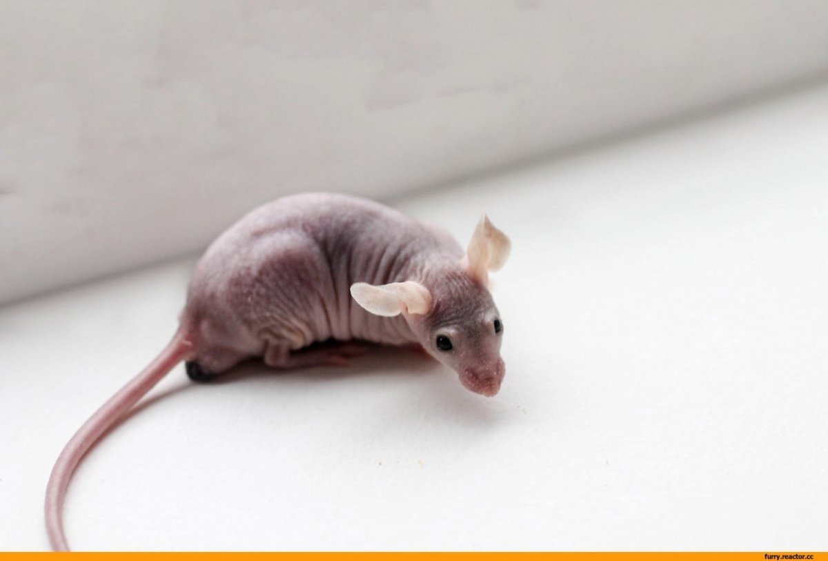 Лысая крыса Дамбо