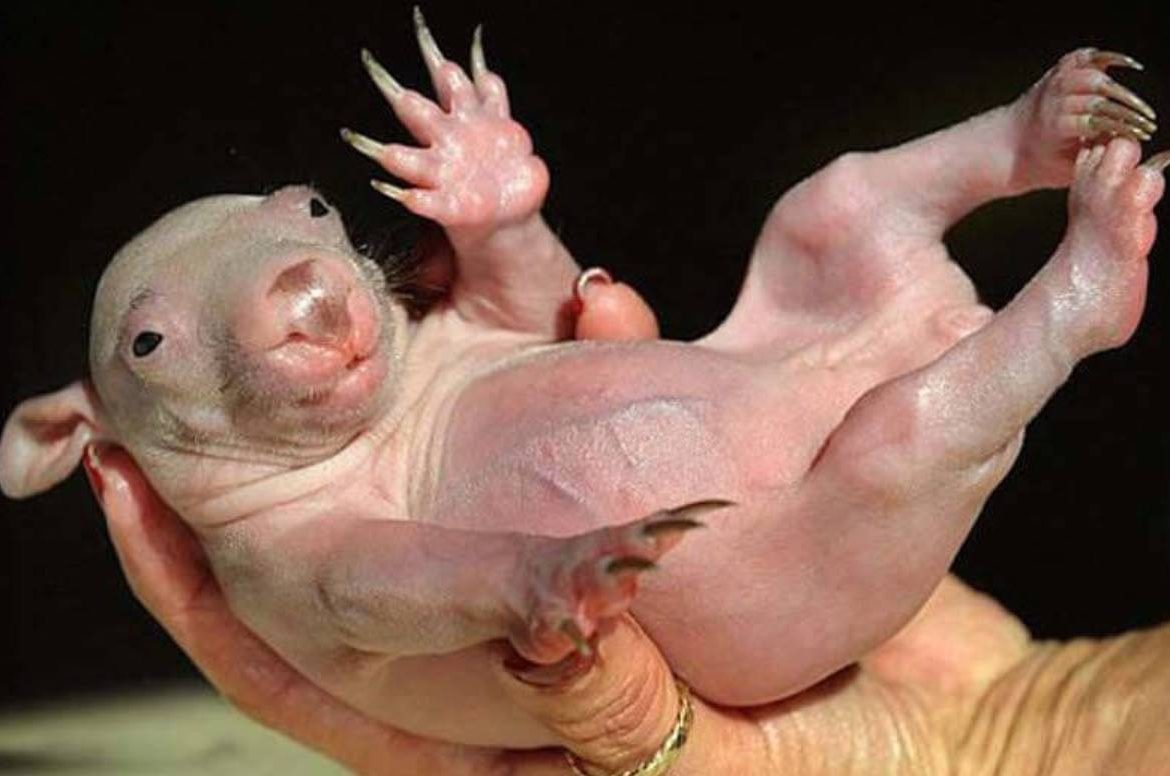 Крыса Дамбо