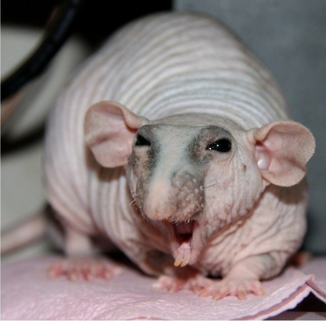 Крыса сфинкс Дамбо рекс