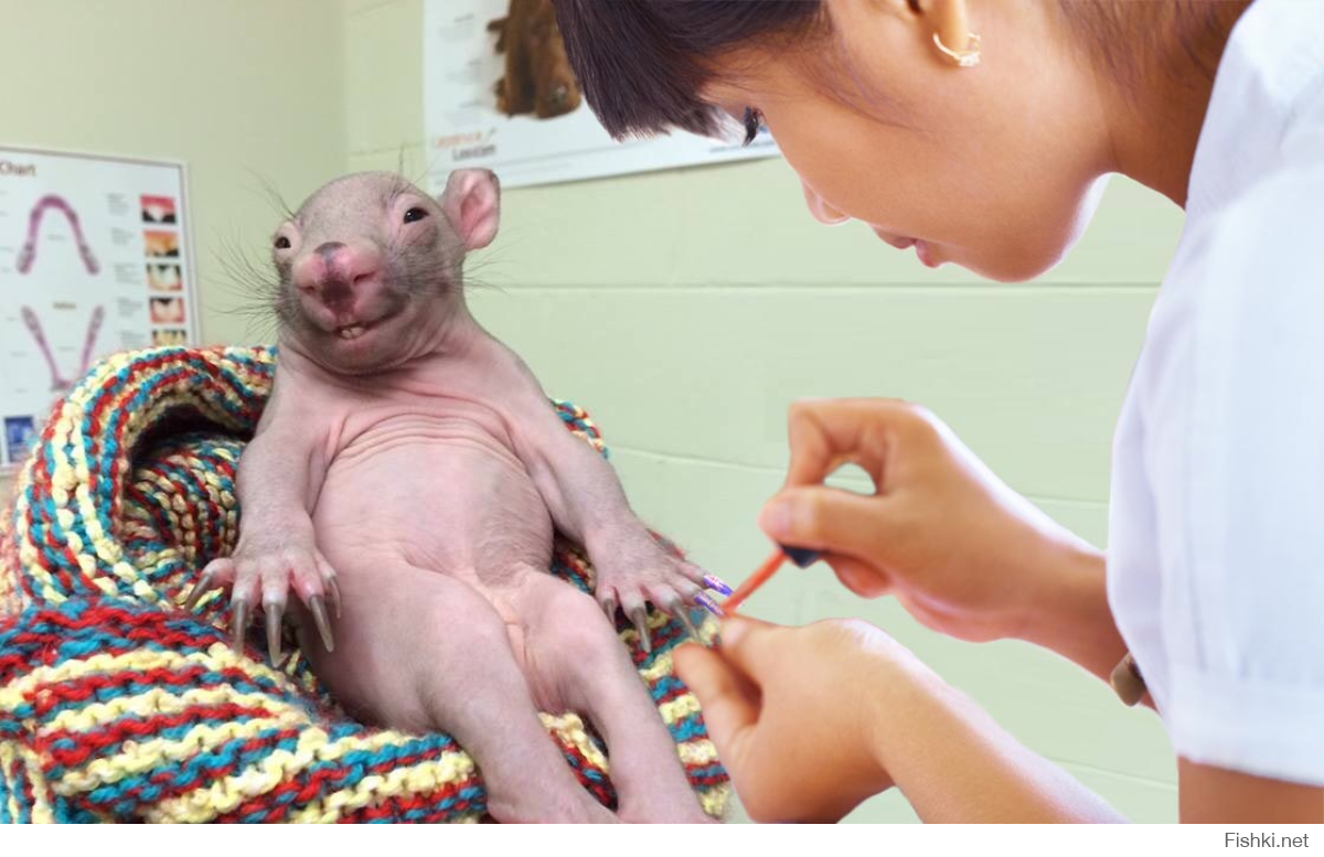 Лысый опоссум