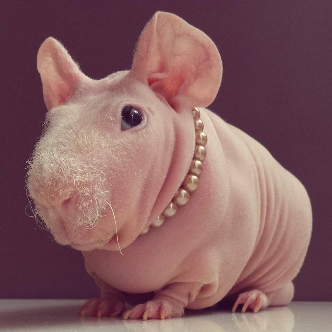 Декоративная крыса сфинкс