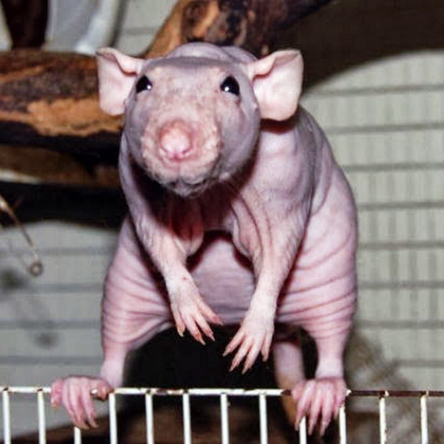 Крыса Дамбо сфинкс