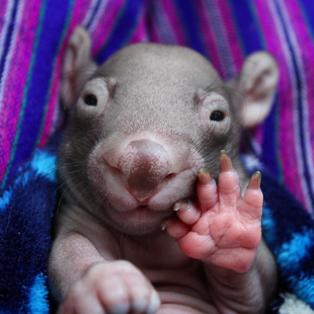 Лысая крыса сфинкс Дамбо