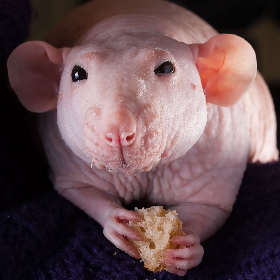 Лысая крыса на белом фоне