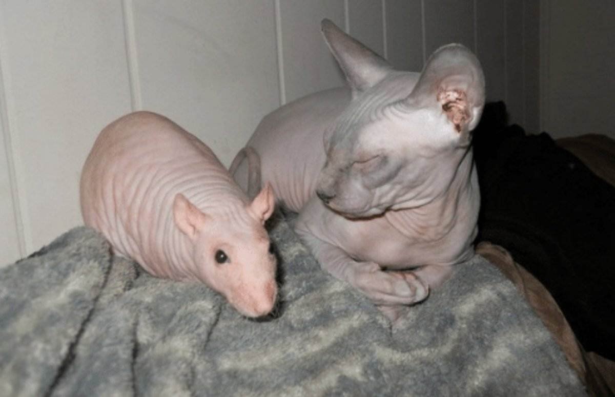 Мышь без шерсти